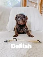 Delilah , a female Aussiedoodle for sale in Columbia City, IN – 2 of 4