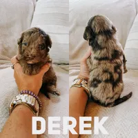 Derek , a male Aussiedoodle for sale in Columbia City, IN – 1 of 1