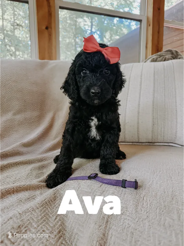 Ava – Goldendoodle puppy for sale in Columbia City, IN