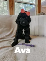 Ava, a female Goldendoodle for sale in Columbia City, IN – 2 of 4