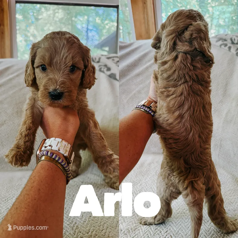Arlo  – Goldendoodle puppy for sale in Columbia City, IN