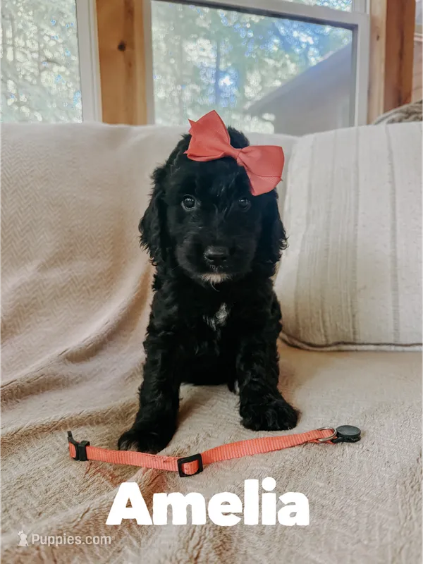 Amelia  – Goldendoodle puppy for sale in Columbia City, IN