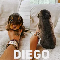 Diego , a male Aussiedoodle for sale in Columbia City, IN – 1 of 1