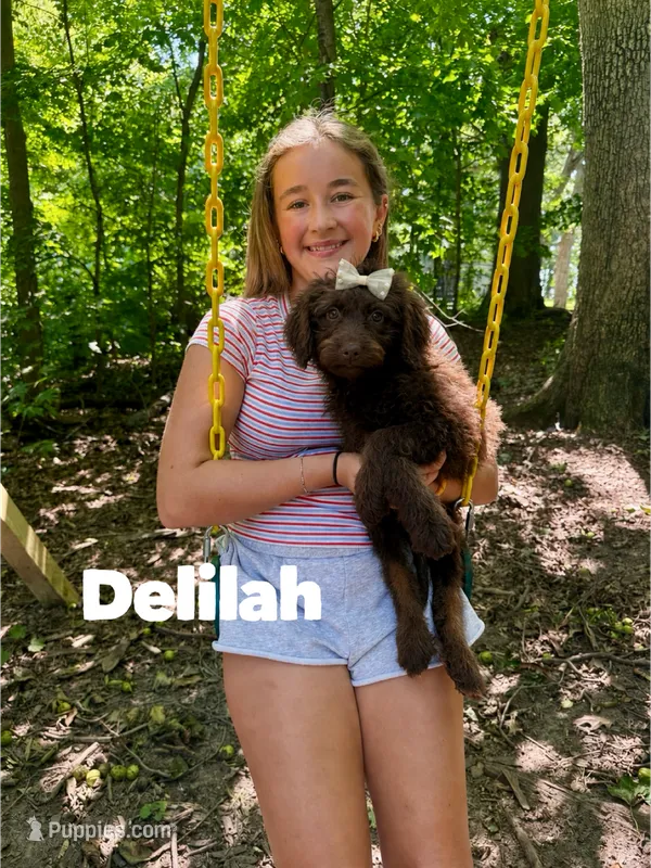 Delilah  – Aussiedoodle puppy for sale in Columbia City, IN