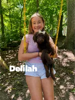 Delilah , a female Aussiedoodle for sale in Columbia City, IN – 2 of 8
