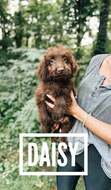 Daisy  – Aussiedoodle puppy for sale in Columbia City, IN