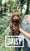 Daisy , a female Aussiedoodle for sale in Columbia City, IN – 4 of 8