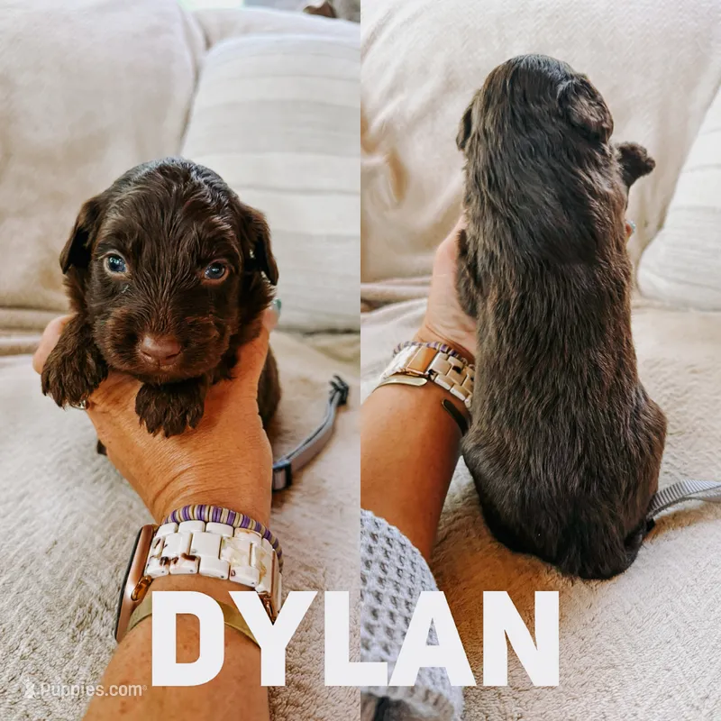 Dylan  – Aussiedoodle puppy for sale in Columbia City, IN