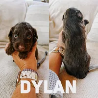 Dylan , a male Aussiedoodle for sale in Columbia City, IN – 1 of 1