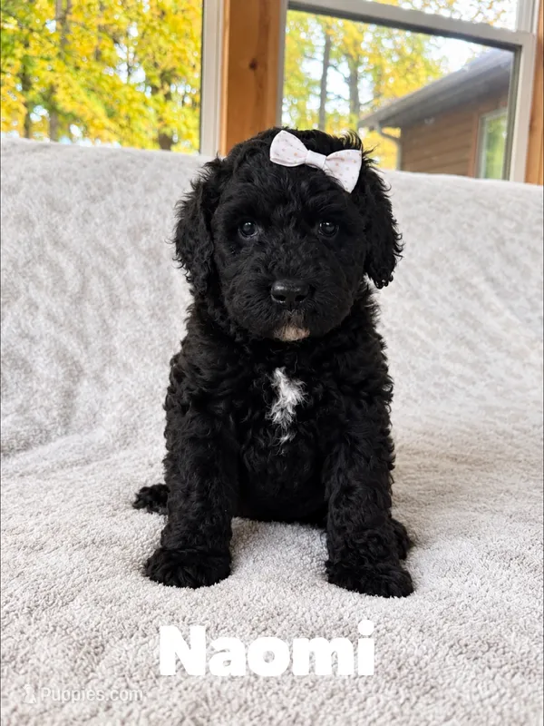 Naomi  – Saint Berdoodle puppy for sale in Columbia City, IN