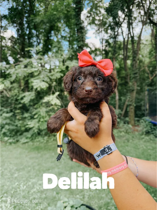 Delilah  – Aussiedoodle puppy for sale in Columbia City, IN