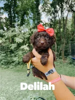 Delilah , a female Aussiedoodle for sale in Columbia City, IN – 1 of 4