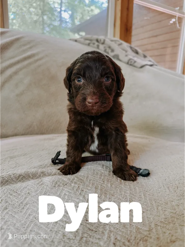 Dylan  – Aussiedoodle puppy for sale in Columbia City, IN