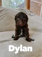Dylan , a male Aussiedoodle for sale in Columbia City, IN – 3 of 4