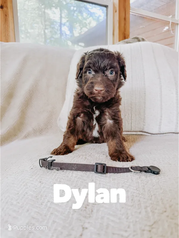 Dylan  – Aussiedoodle puppy for sale in Columbia City, IN