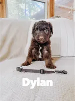 Dylan , a male Aussiedoodle for sale in Columbia City, IN – 2 of 4