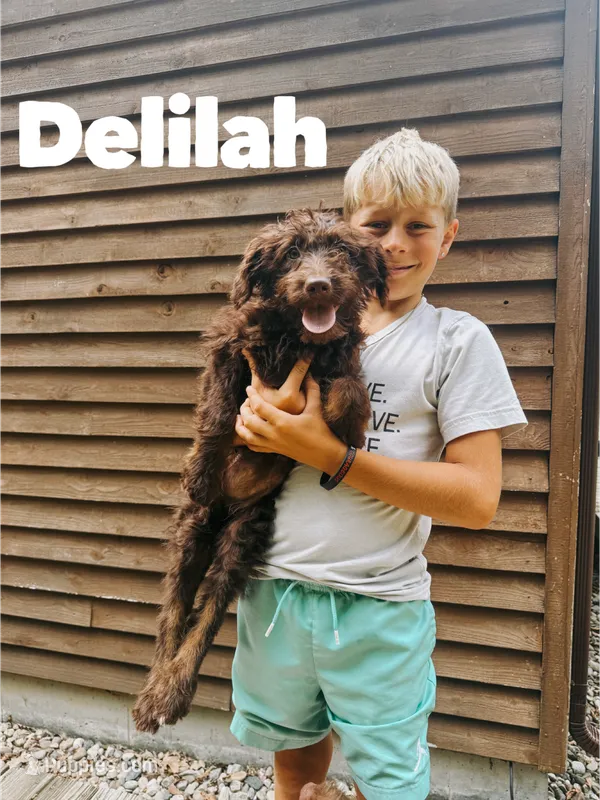 Delilah  – Aussiedoodle puppy for sale in Columbia City, IN