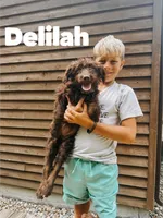 Delilah , a female Aussiedoodle for sale in Columbia City, IN – 1 of 8