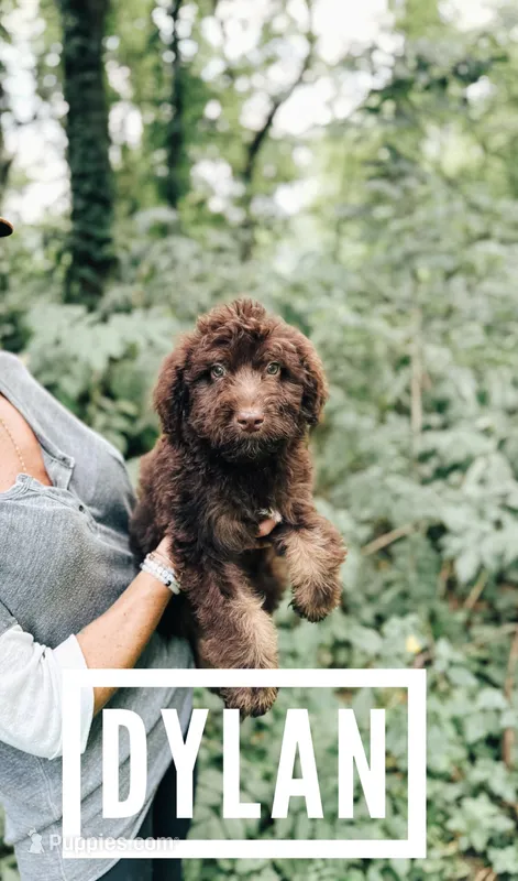Dylan  – Aussiedoodle puppy for sale in Columbia City, IN