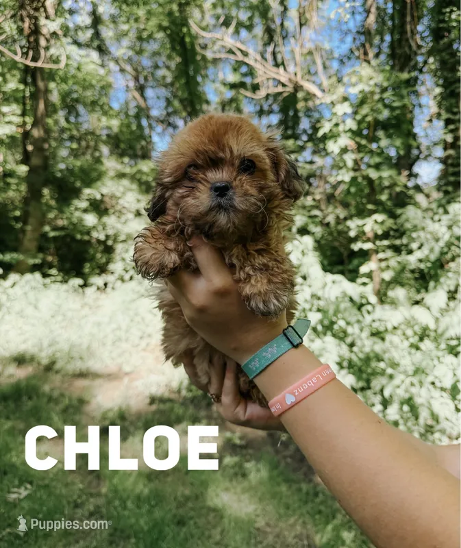 Chloe  – Shihpoo puppy for sale in Columbia City, IN