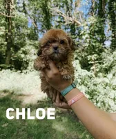 Chloe , a female Shihpoo for sale in Columbia City, IN – 2 of 3