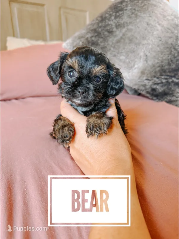 Bear – Cavapoo puppy for sale in Columbia City, IN