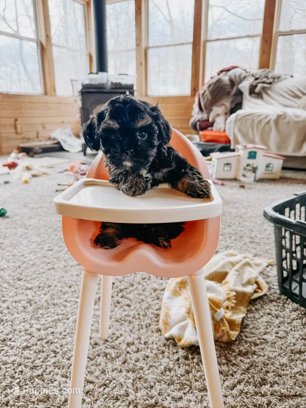 Bear – Cavapoo puppy for sale in Columbia City, IN