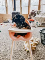 Bear, a male Cavapoo for sale in Columbia City, IN – Photo 1 of 5