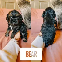 Bear, a male Cavapoo for sale in Columbia City, IN – Photo 3 of 5