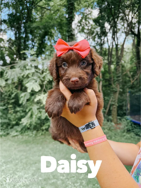 Daisy  – Aussiedoodle puppy for sale in Columbia City, IN