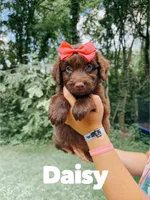 Daisy , a female Aussiedoodle for sale in Columbia City, IN – 1 of 4