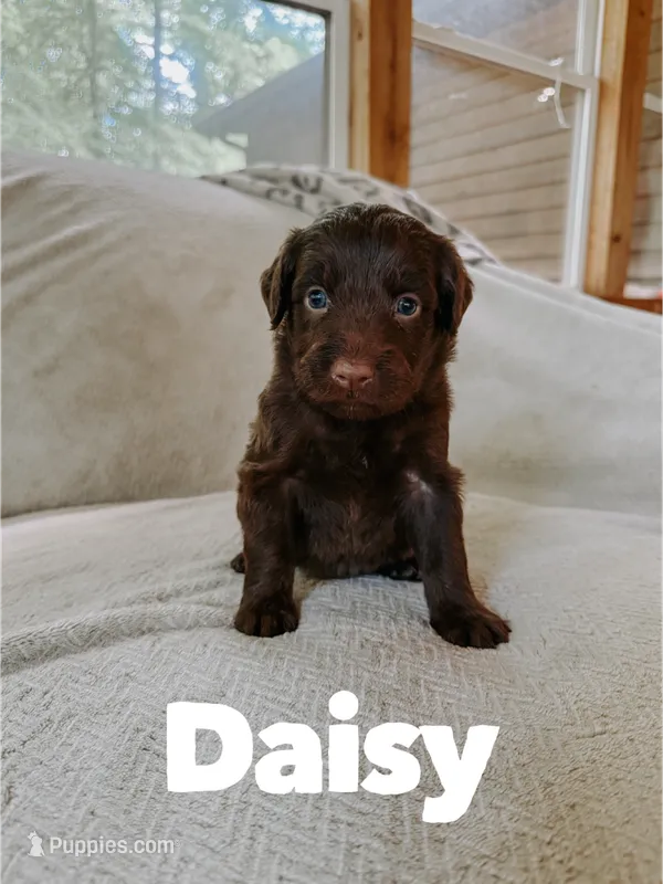 Daisy  – Aussiedoodle puppy for sale in Columbia City, IN
