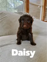Daisy , a female Aussiedoodle for sale in Columbia City, IN – 3 of 4