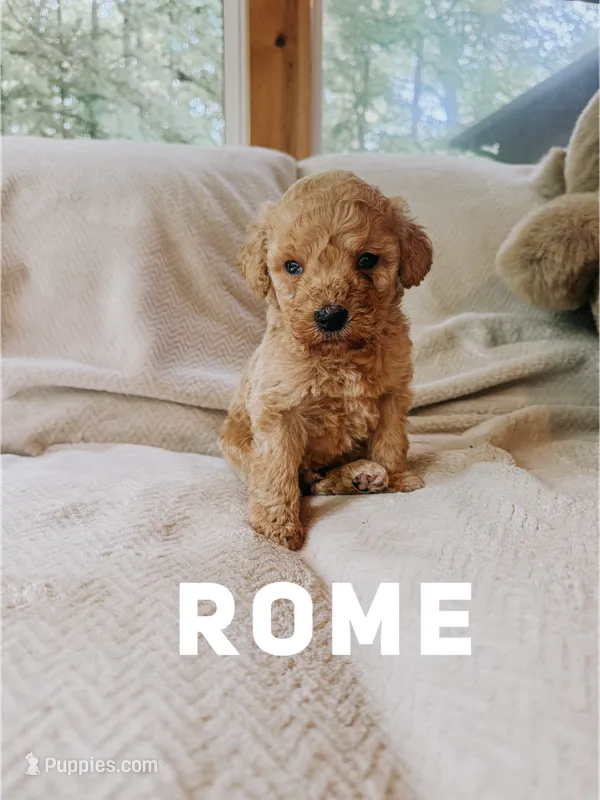 Rome – Goldendoodle puppy for sale in Columbia City, IN