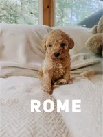 Rome, a female Goldendoodle for sale in Columbia City, IN – 1 of 1