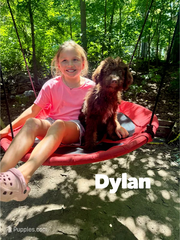 Dylan  – Aussiedoodle puppy for sale in Columbia City, IN