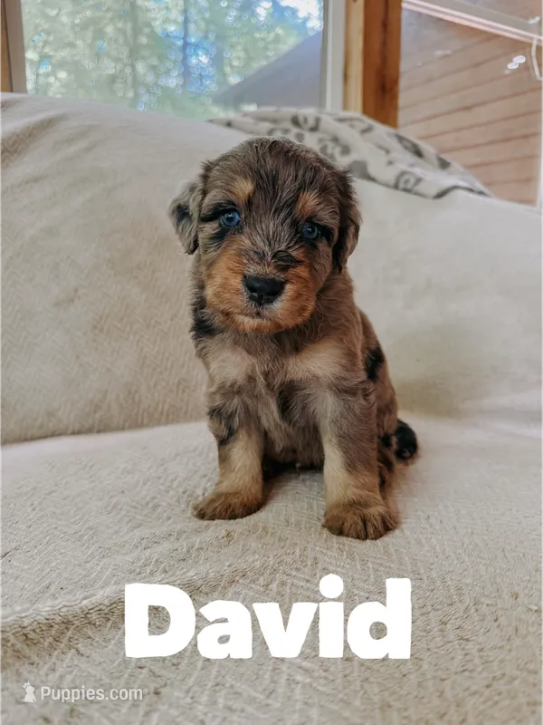 David  – Aussiedoodle puppy for sale in Columbia City, IN