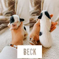 Beck, a male Cavapoo for sale in Columbia City, IN – Photo 5 of 5