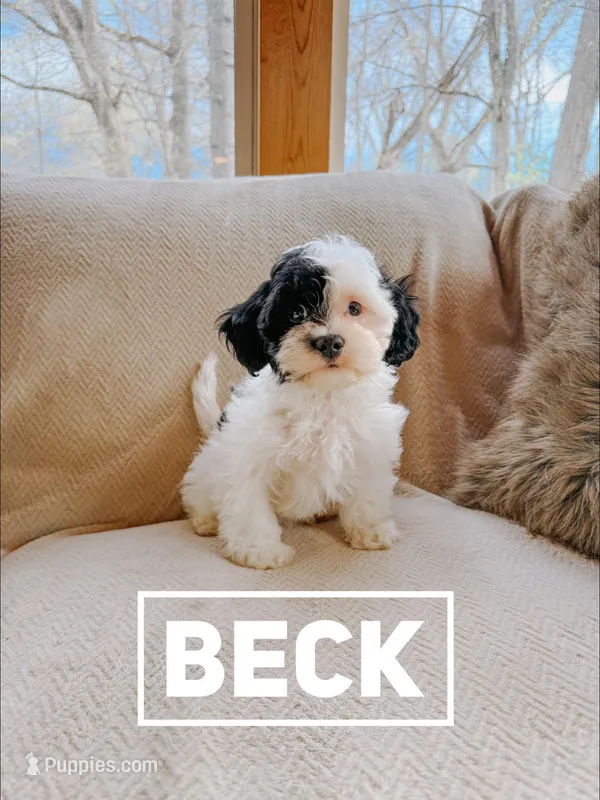Beck – Cavapoo puppy for sale in Columbia City, IN