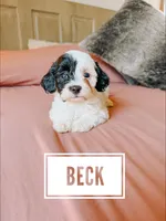 Beck, a male Cavapoo for sale in Columbia City, IN – Photo 2 of 5
