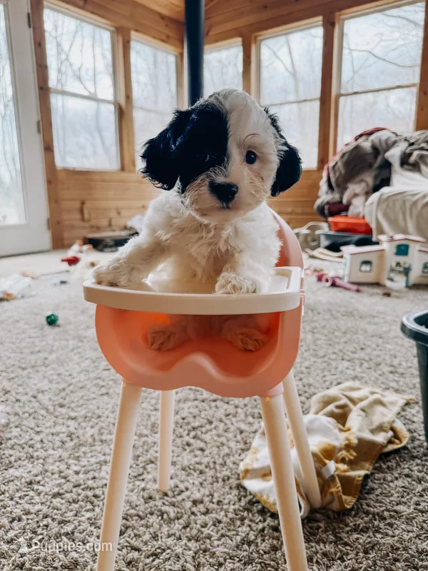 Beck – Cavapoo puppy for sale in Columbia City, IN