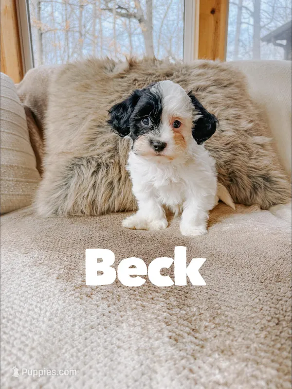 Beck – Cavapoo puppy for sale in Columbia City, IN