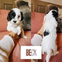 Beck, a male Cavapoo for sale in Columbia City, IN – Photo 3 of 5