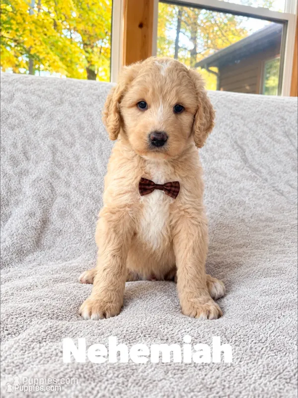 Nehemiah – Saint Berdoodle puppy for sale in Columbia City, IN