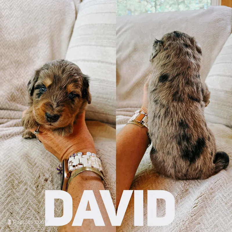 David  – Aussiedoodle puppy for sale in Columbia City, IN