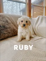 Ruby, a female Goldendoodle for sale in Columbia City, IN – Photo 2 of 3