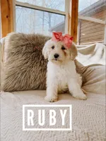 Ruby, a female Goldendoodle for sale in Columbia City, IN – Photo 1 of 3