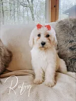 Ruby, a female Goldendoodle for sale in Columbia City, IN – 2 of 5