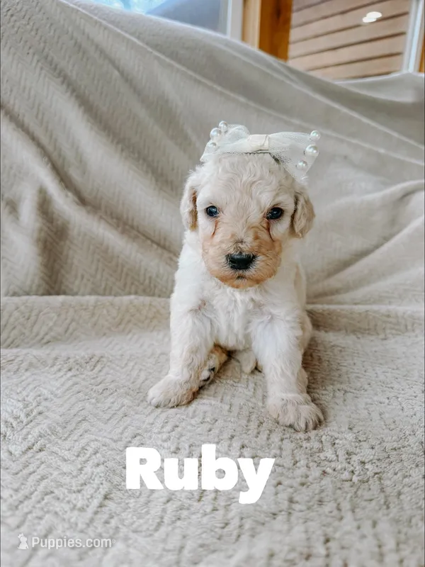 Ruby – Goldendoodle puppy for sale in Columbia City, IN