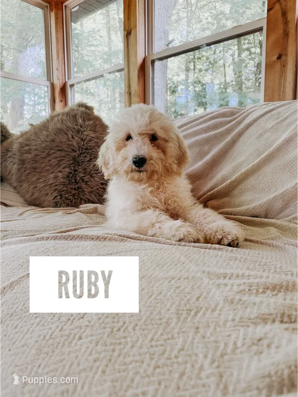 Ruby – Goldendoodle puppy for sale in Columbia City, IN